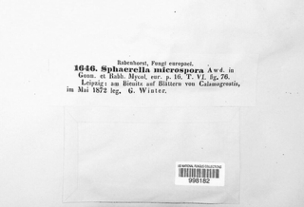 Sphaerella microspora image